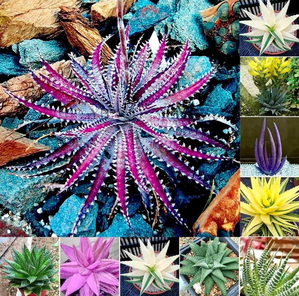 Variety Mixed Rare Aloe Seeds ~ Grow Your Own ~ Spring Flowers ~ Presents