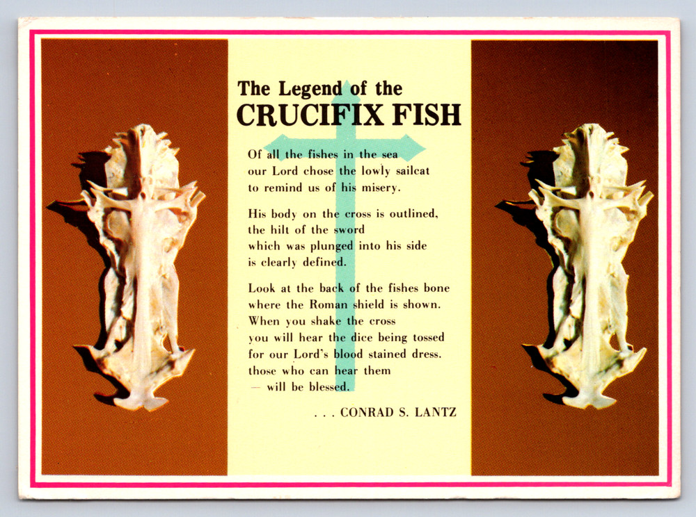 Vintage Postcard Florida Skeleton Sail Cat Crucifix Fish
