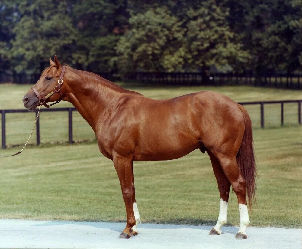 Secretariat Belmont Stakes Winner 4x6 Picture Celebrity Print