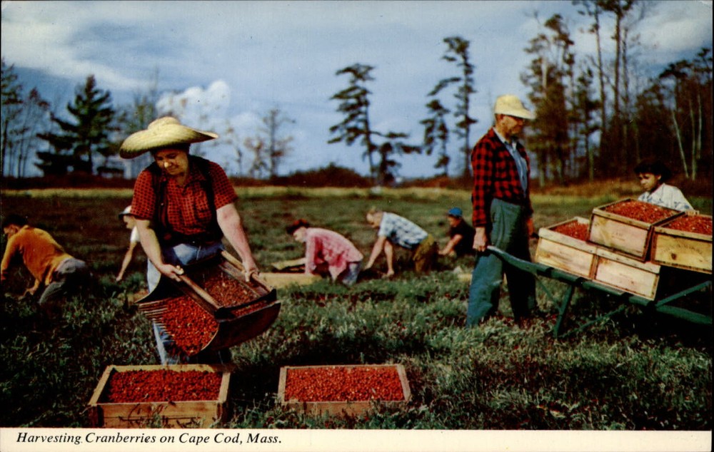 Cape Cod Massachusetts Harvesting Cranberries by hand ~ unused postcard sku775