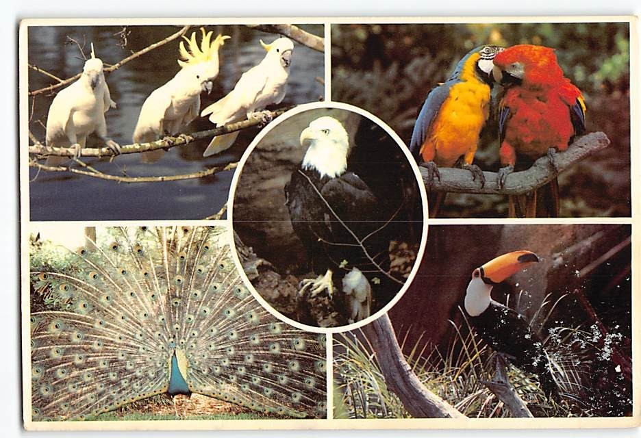 Postcard Strictly for the birds! At Busch Gardens Tampa Florida USA