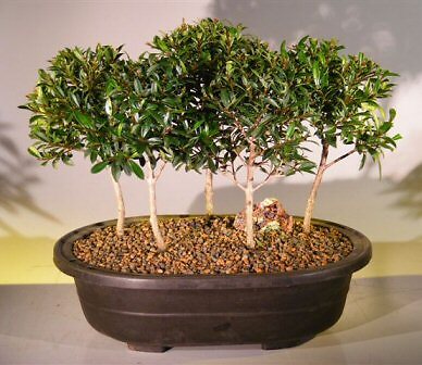 Cherry Bonsai Trees Live 5 Forest Group Eugenia Myrtifolia Australian Brush 8