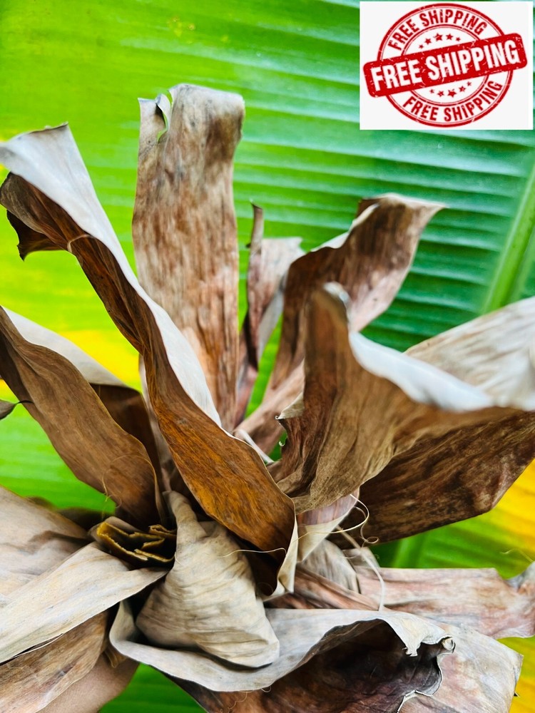 Natural Dried Banana Leaves 100g | Anti-Bacterial Stress Relief for Fish & Aquar