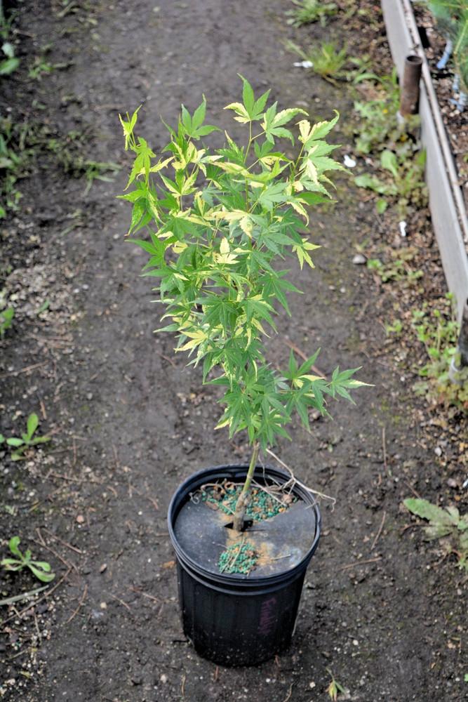 Acer palmatum 'Friendship' RARE Variegated Japanese Maple READ DESCRIPTION-image