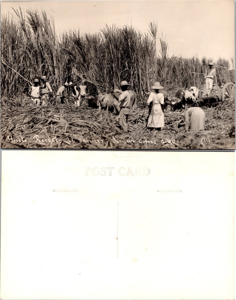 RPPC Haiti Workers Harvesting Sugar Cane Real Postcard
