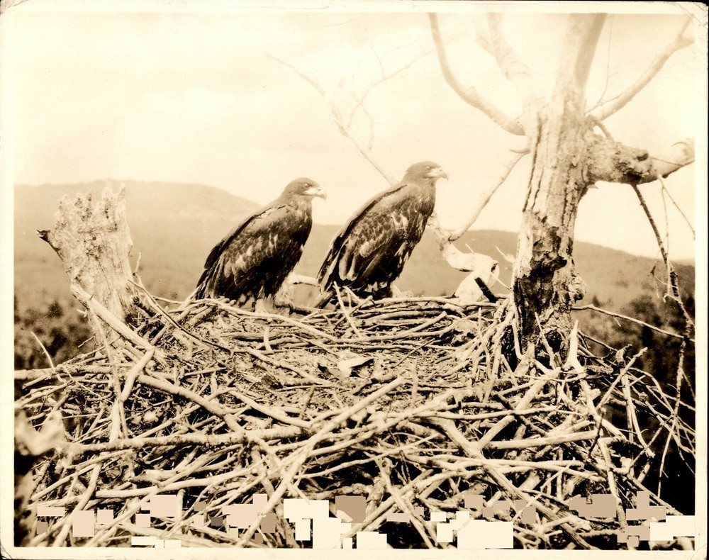 GA108 Original Photo BAR HARBOR MAINE Bald Eagle Acadia National Park Birds Nest-image