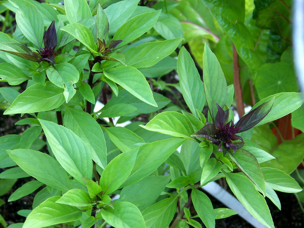 Thai Basil, Horapha, Hun Que, Anise, NON-GMO, Variety Sizes Sold, FREE SHIPPING