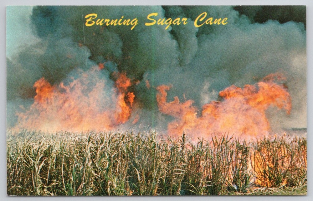 Vintage Burning Sugar Cane Field Lake Okeechobee Florida Agriculture Postcard