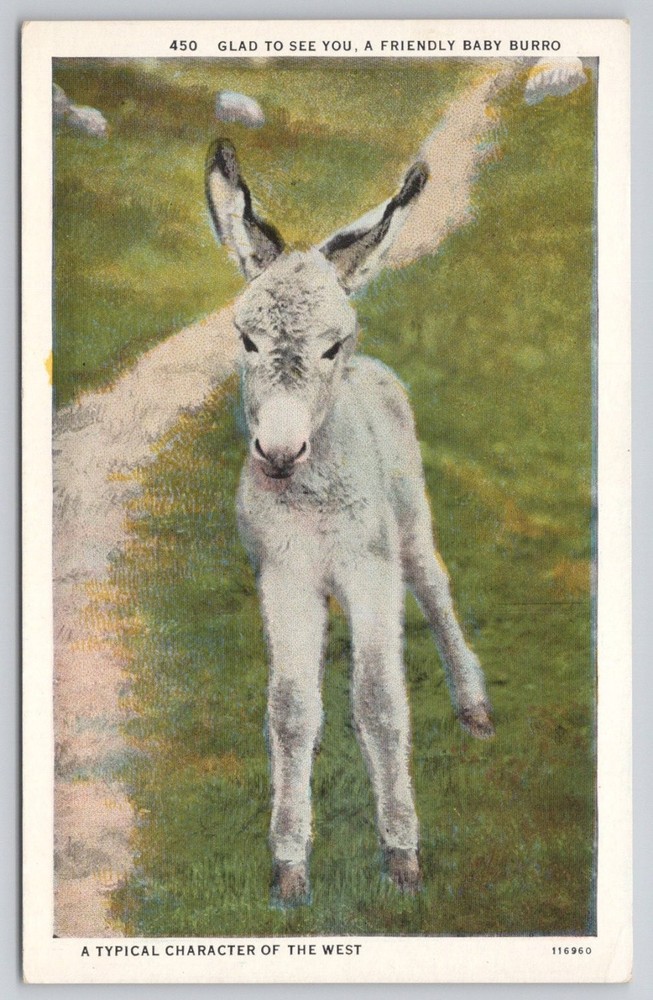 Baby Burro Donkey Postcard Old West Sanborn Souvenir Denver CO Vintage