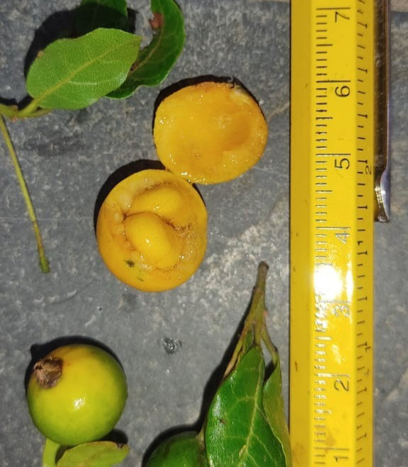 Campomanesia sp 'São Miguel  lisa amarela'