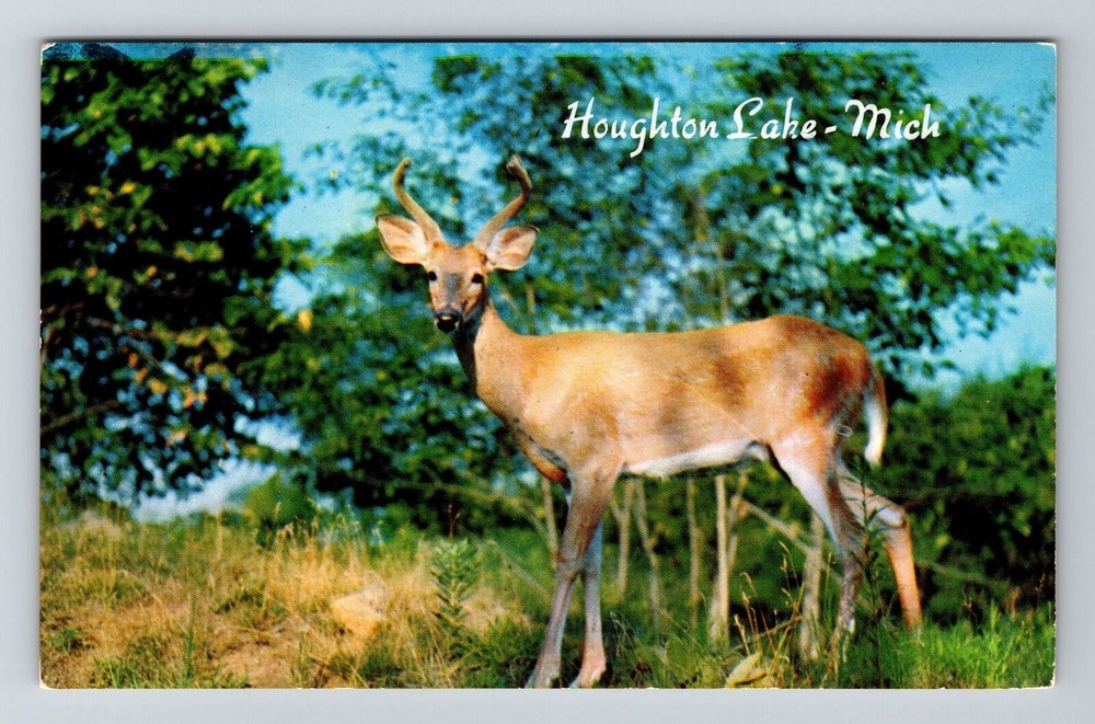 Houghton Lake MI-Michigan, Panoramic View Deer, Vintage Postcard