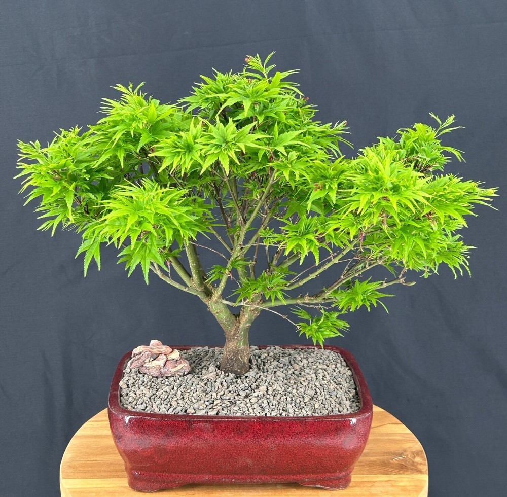 Dwarf Japanese Maple Bonsai Tree 25in Outdoor Acer Palmatum Sharps Pygme Compact Landscape Shrub  -image