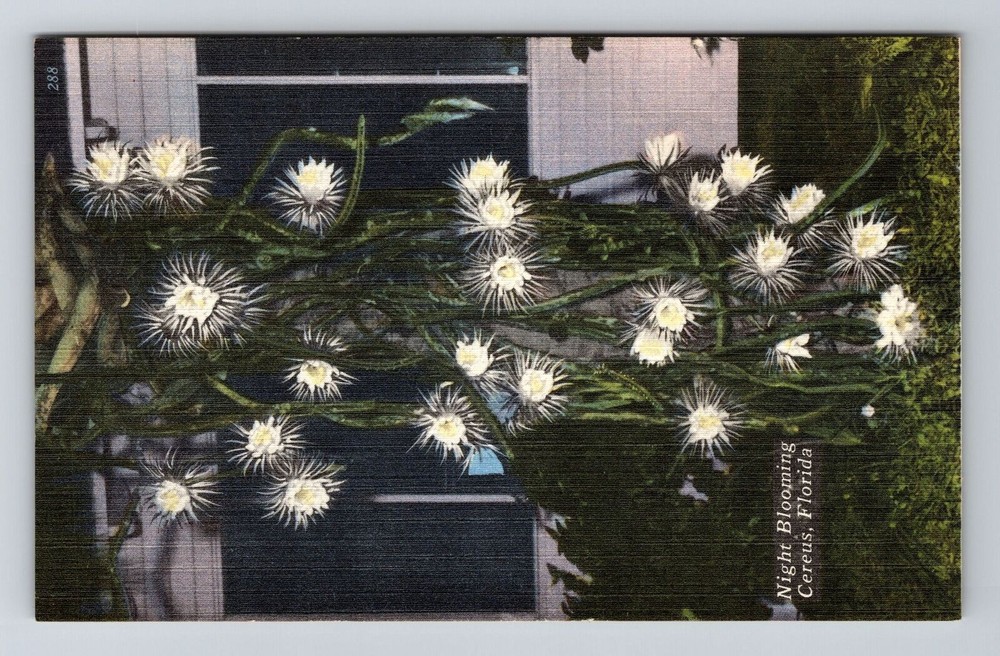Fl-Florida, Night Blooming Cereus, Vintage Postcard