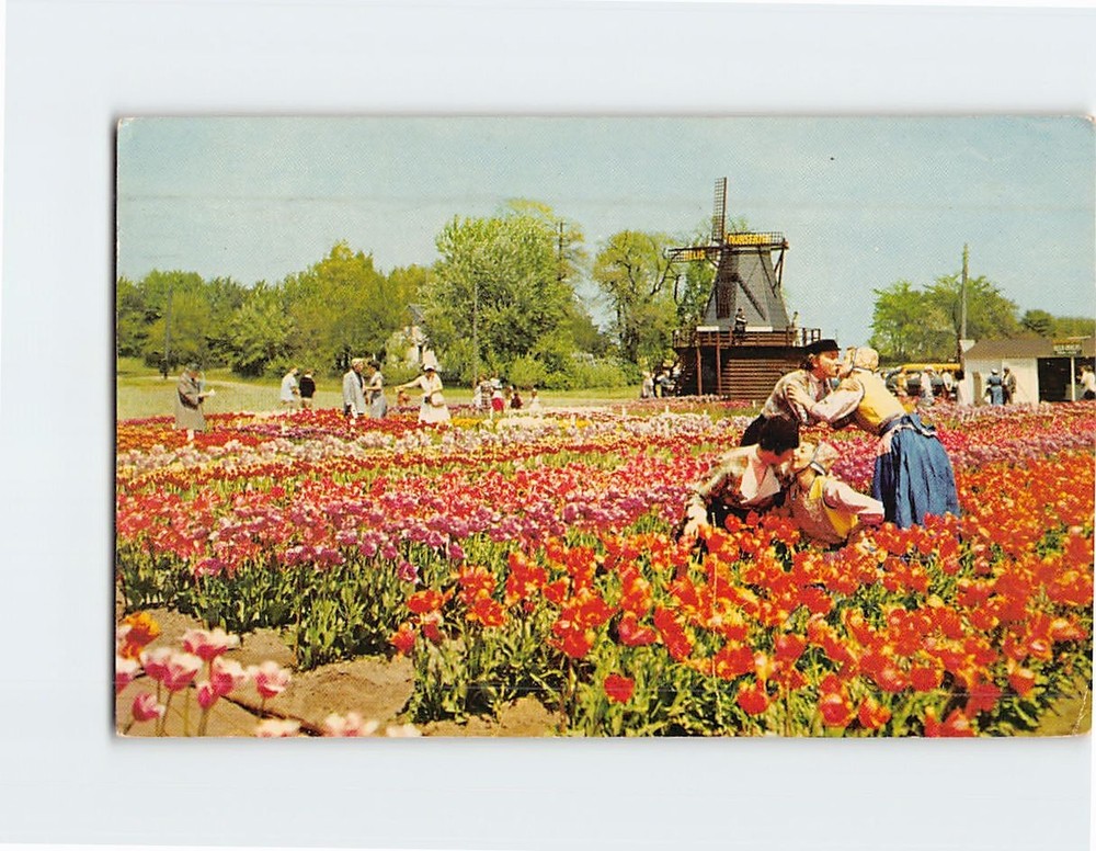Postcard Nelis Tulip Farms Holland Michigan USA