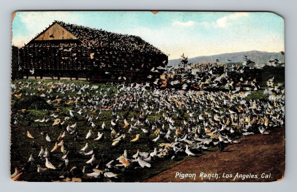Los Angeles CA-California, Pigeon Ranch, Scenic View, Vintage Postcard