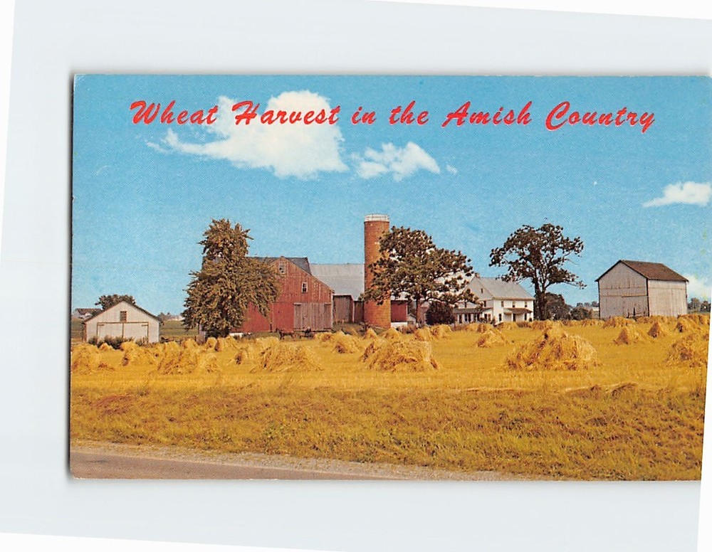 Postcard Wheat Harvest in the Amish Country Pennsylvania USA