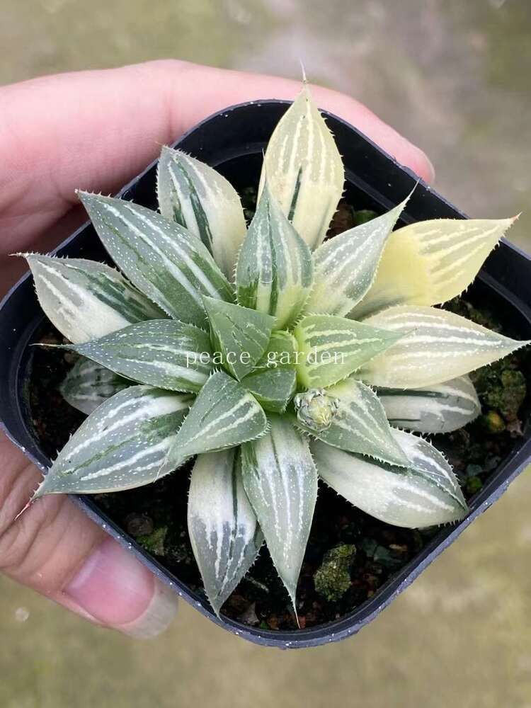 RareSucculent Plant Haworthia retusa variegated Garden Décor Boutique 6-7CM