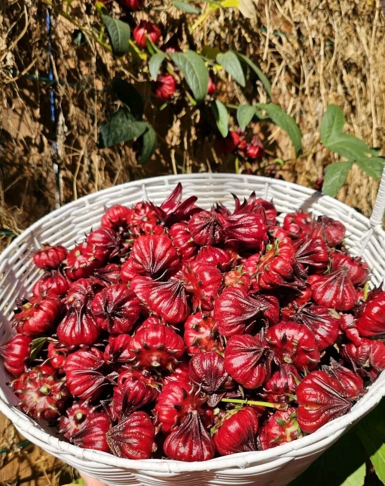 50 Roselle Hibiscus Seeds, Premium Sorrel Seed Hibiscus Sabdariffa, Hat Bup Giam