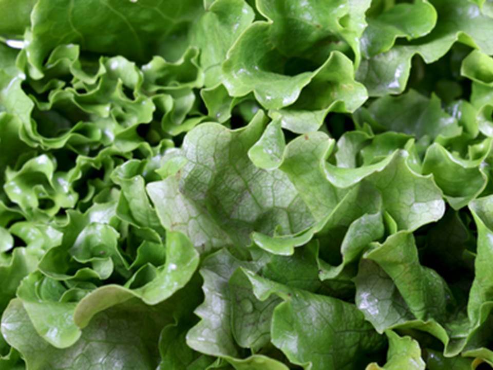 Leaf Lettuce 300 seeds (1/2 gram) Black Seeded Simpson Buy 2 Orders we Ship 3