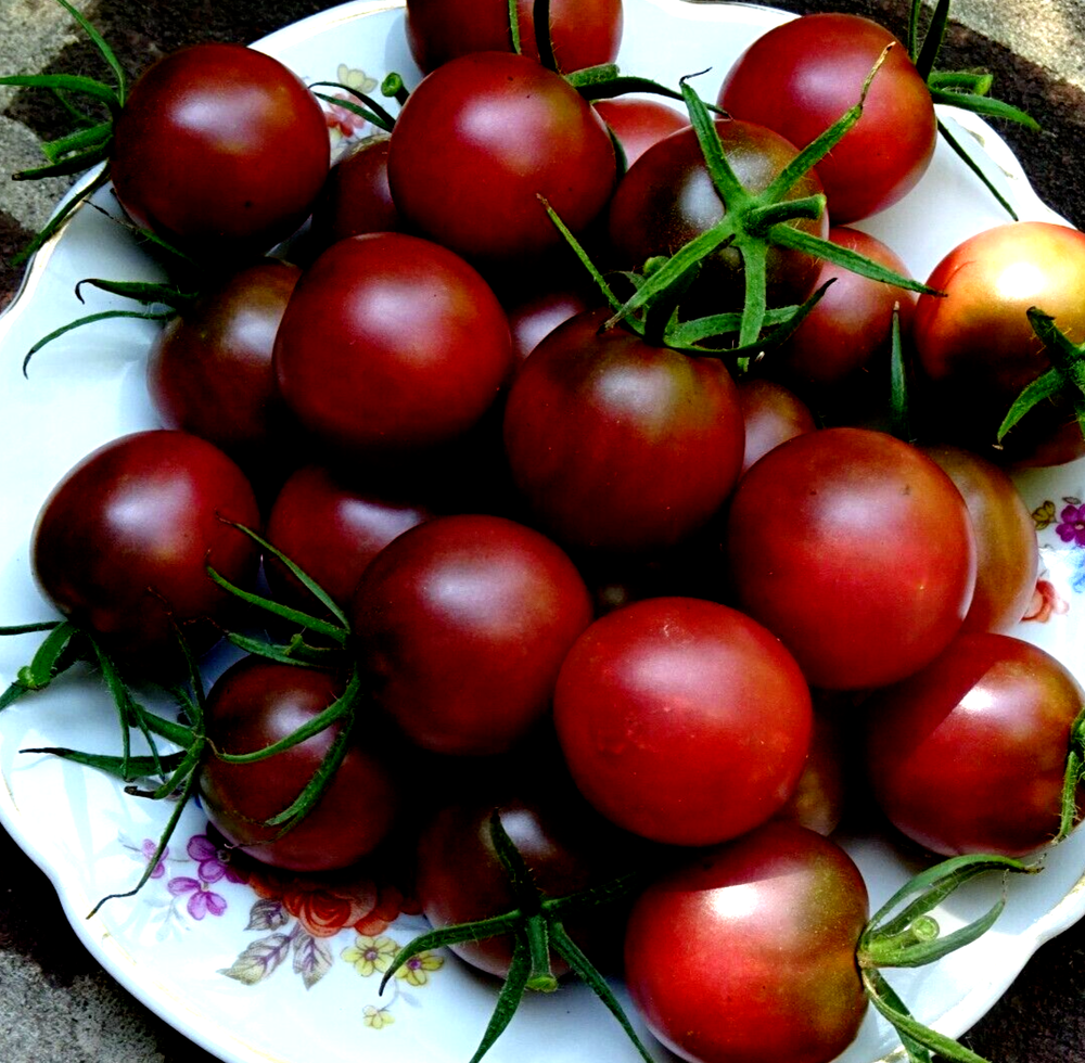 Chocolate Cherry Tomato 50 Seeds Non-GMO Organic Grown 2024 Delicious heirloom