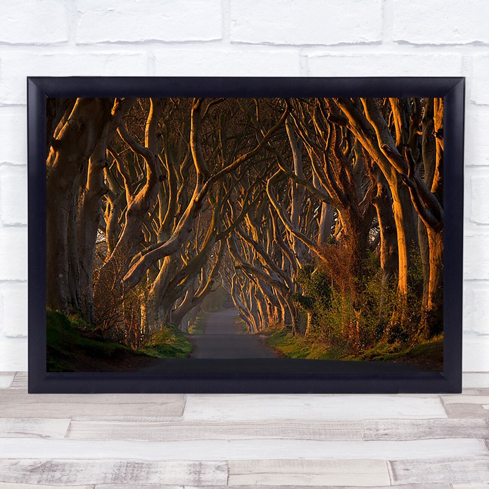 Hedges In Morning Sunshine Road Way Dawn Beginning Sunrise Early Wall Art Print