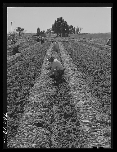 Photo:Yuma County Arizona 1942 Carrot Harvest Gathering Bunching Fields