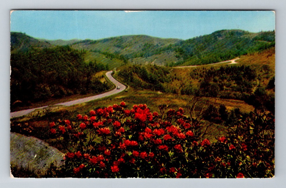 Doughton Park NC-North Carolina Rhododendron Blue Ridge Parkway Vintage Postcard