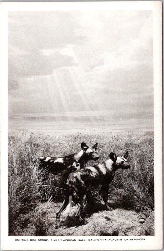 1940s CALIFORNIA ACADEMY OF SCIENCES Photo RPPC Postcard 