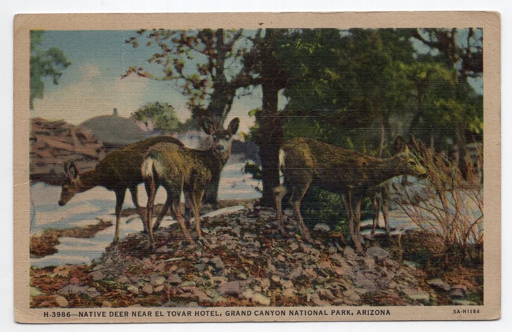 1940s? Linen - CLOSEOUT - Native Deer, Grand Canyon National Park - Arizona