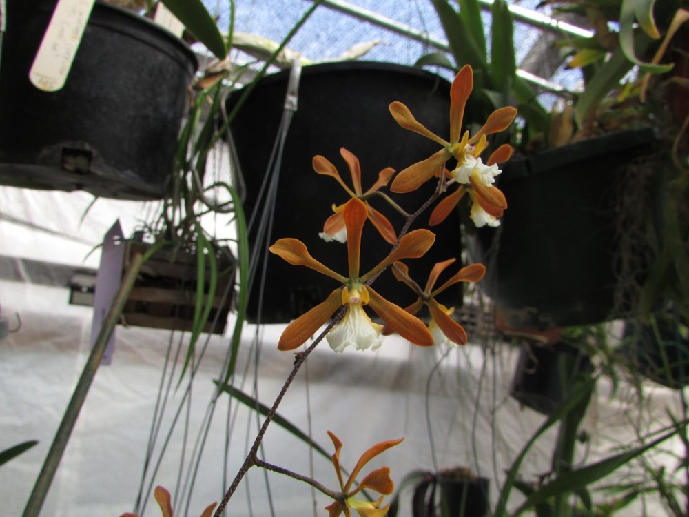 encyclia John Clark Cargill orchid cattleya in Spike !