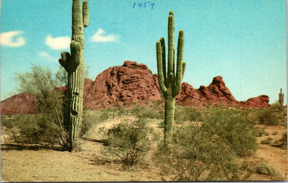 1954 Saguaro Cactus in the Desert of Texas Vintage Postcard