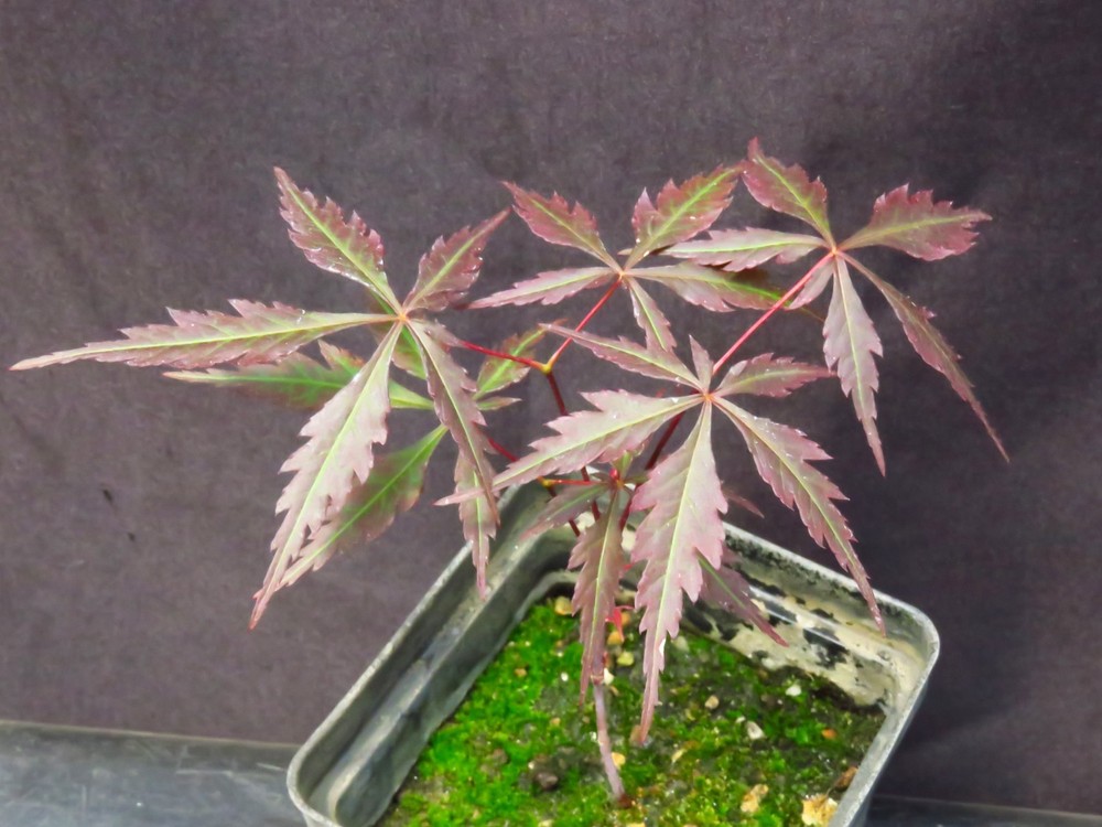 Seed-Grown Acer Palmatum 'Hubb's Red Willow' Japanese Maple Tree 6