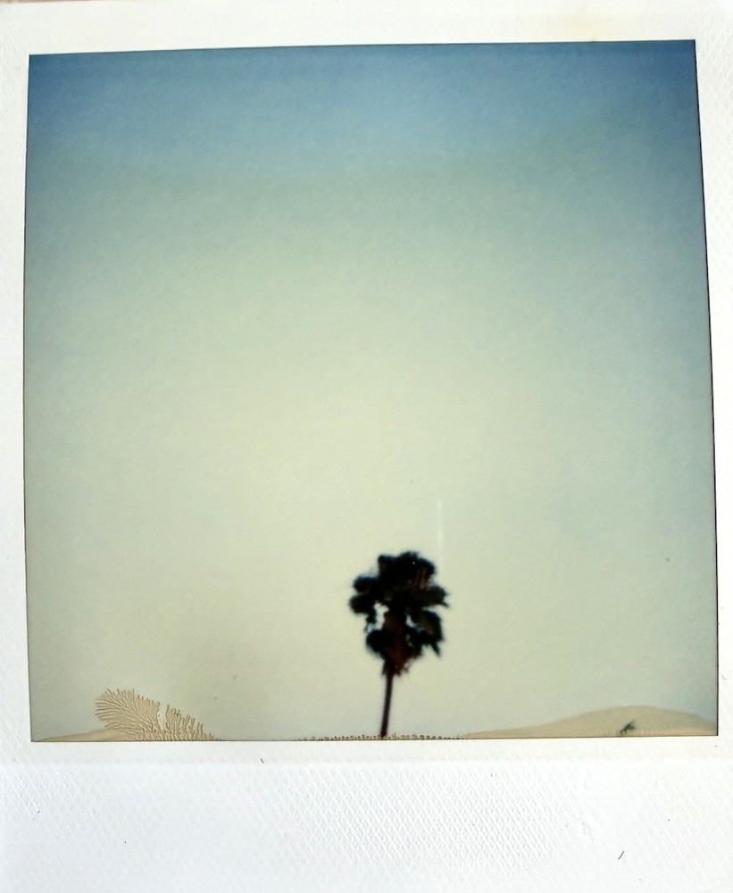 Abstract VTG 1980s POLAROID Photo Off Center Top Of Palm Tree Odd-image