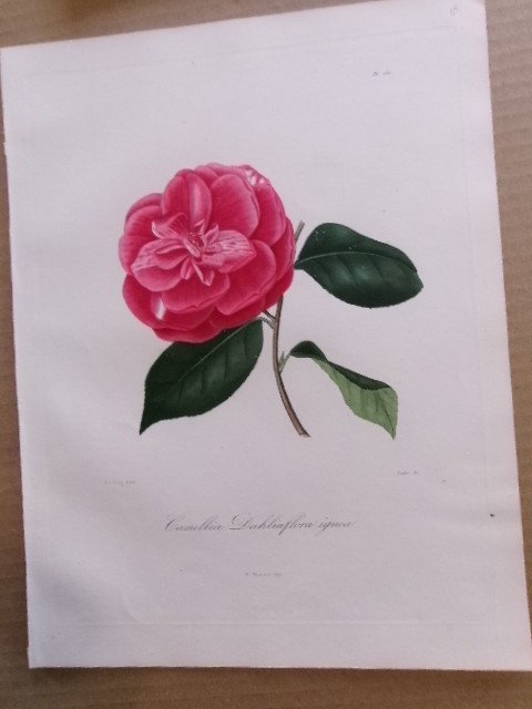 Berlese & Jung Hand Colored FOLIO Engraved Camellia Print 1841: CAMELLIA. 69