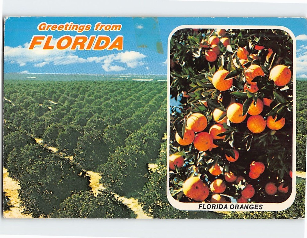 Postcard Orange Groves & Oranges in Florida USA