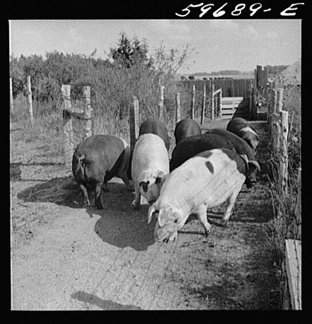 Photo:Lexington Nebraska Tom Reed Farm 1941 Hogs on Reed Farm FSA
