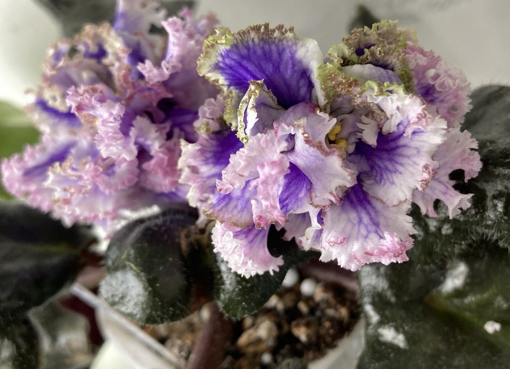 African Violet PLANT ~ BR- Tsarstvo Morosa (The Realm of Frost) Starter Rare