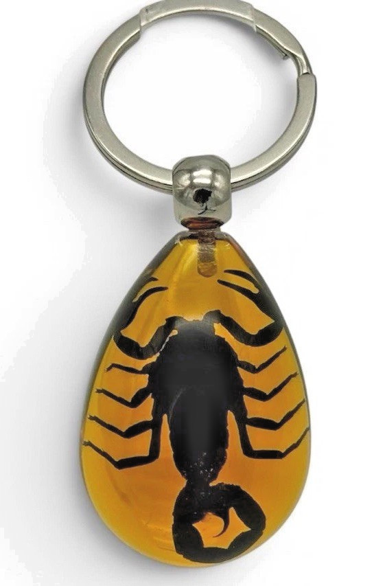 Real Black Scorpion Amber Resin Keychain Taxidermy Collectible Oddity Gift