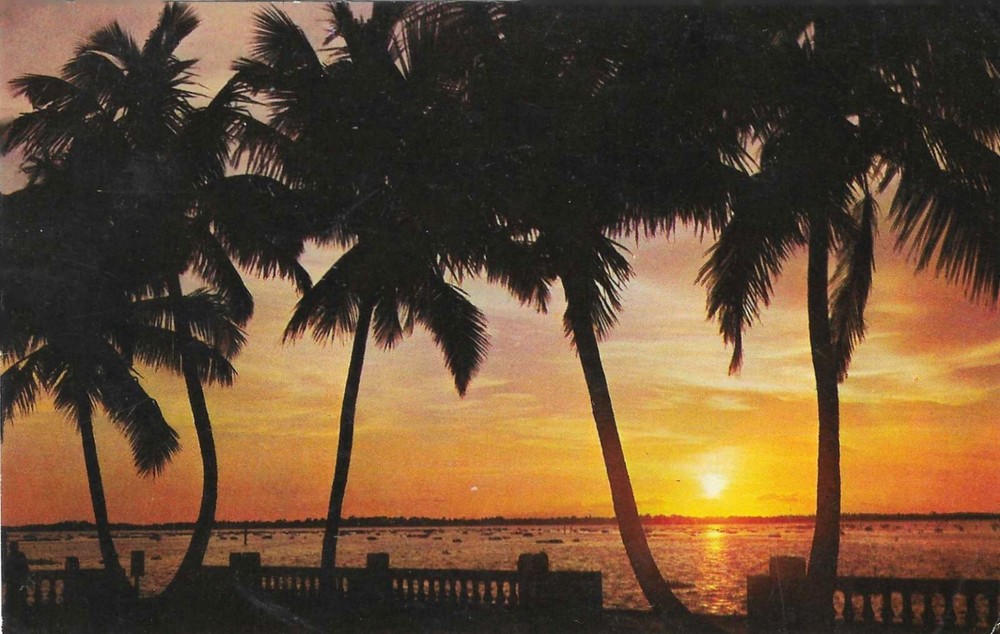 Vintage Florida Chrome Postcard Sunset Palm Trees