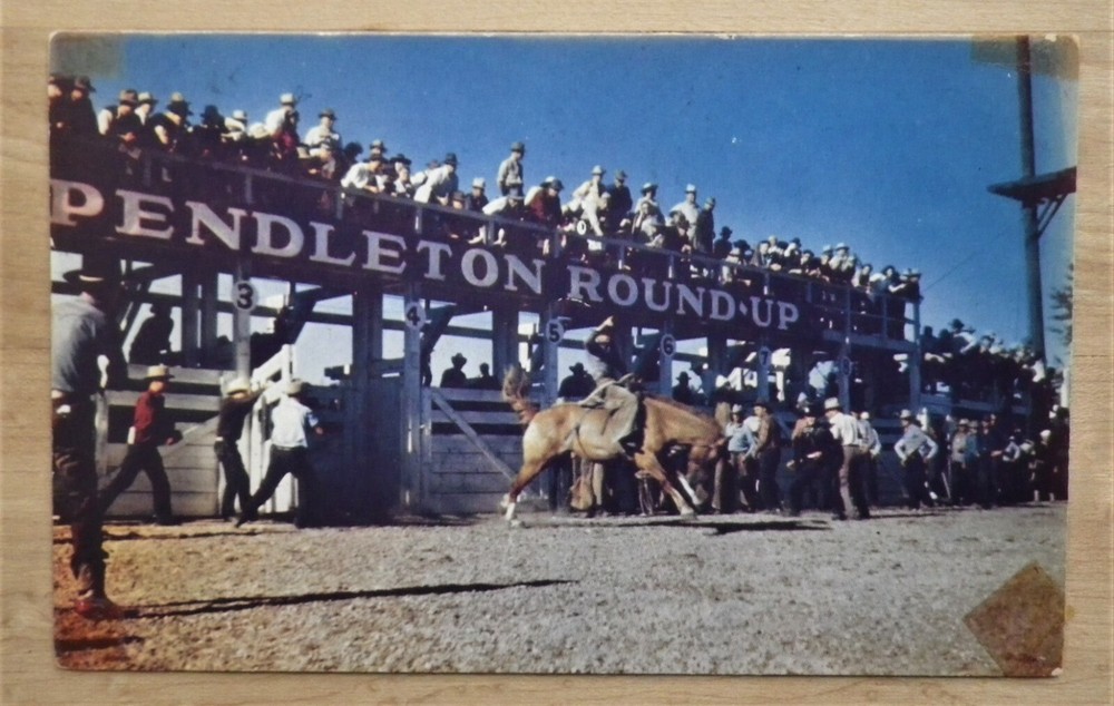 Pendleton Roundup, Oregon Cowboys Broncos Western Postcard