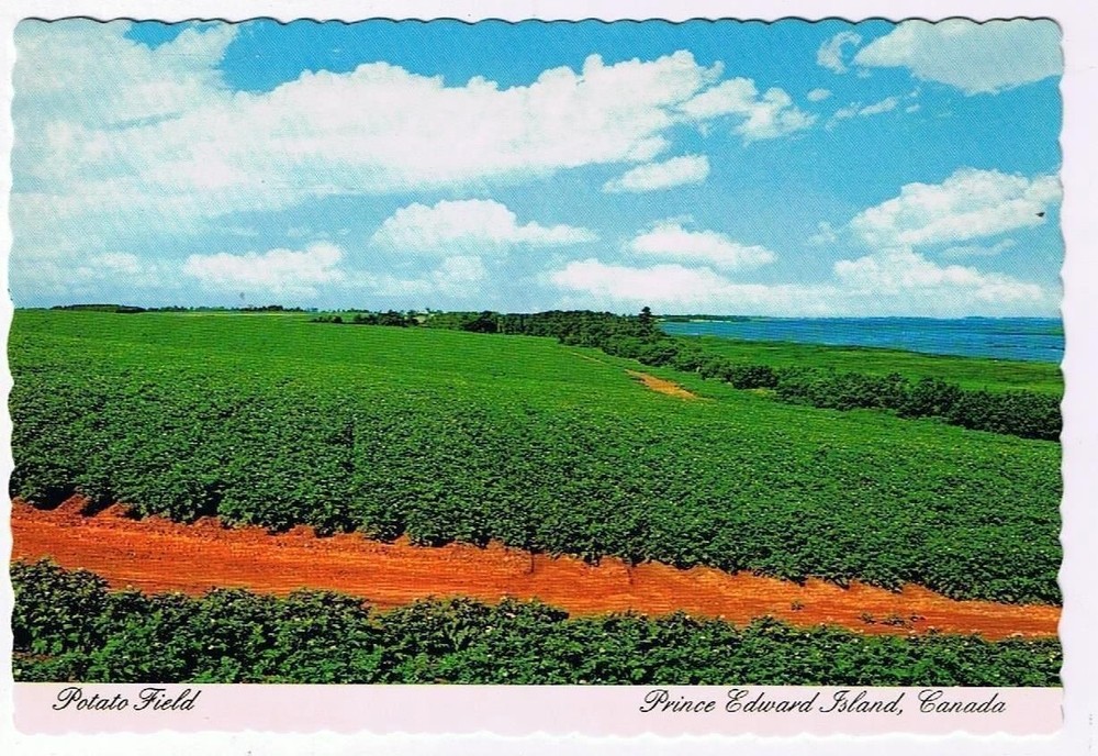 Prince Edward Island PEI Postcard Potato Field Red Soil