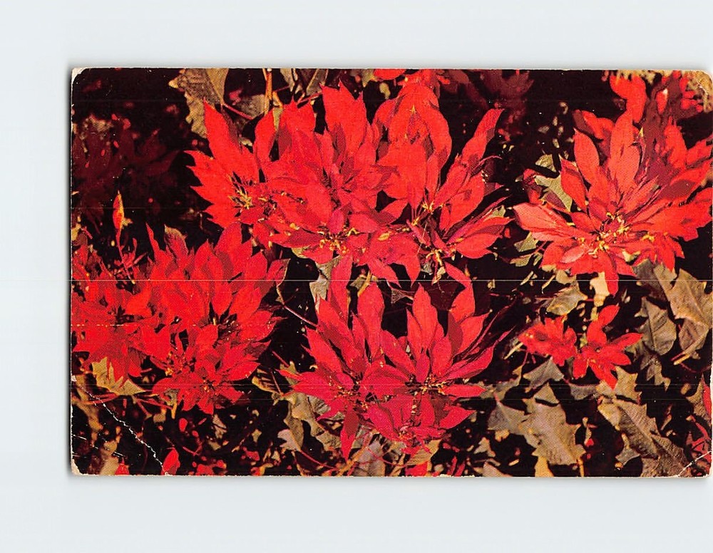 Postcard Poinsettias
