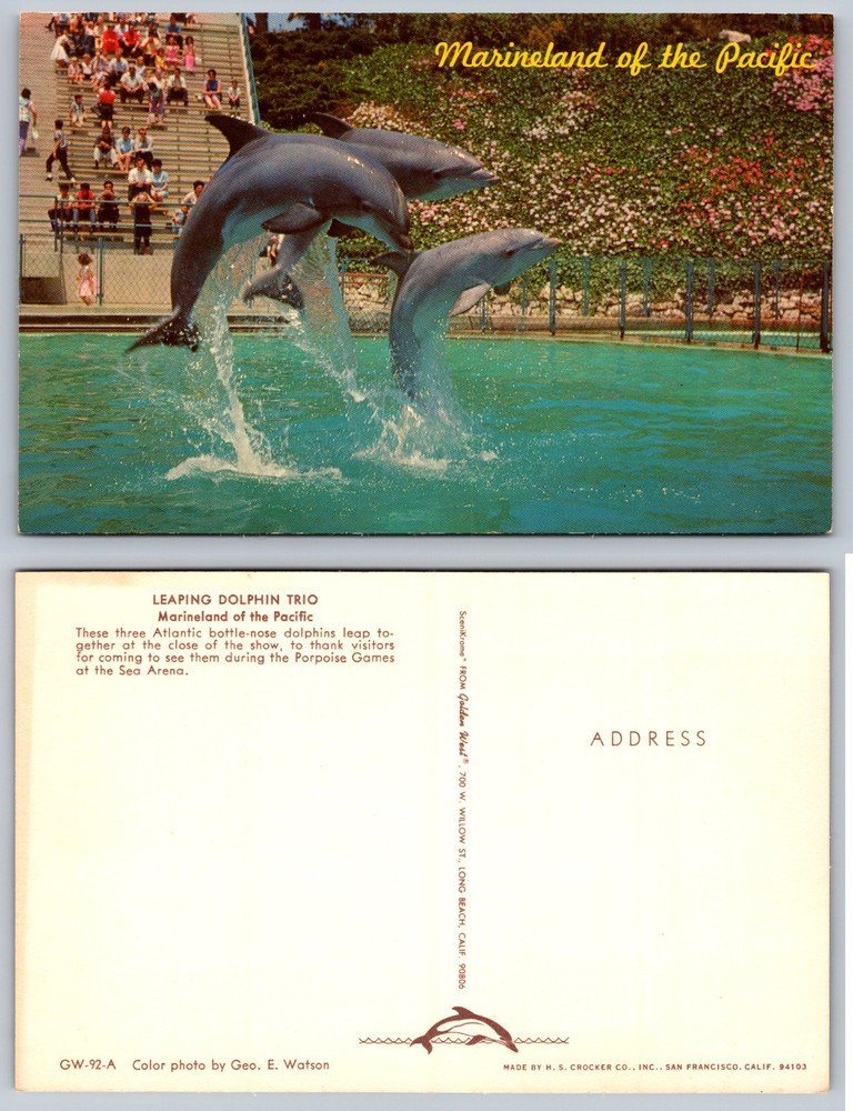 Marineland Pacific Leaping Dolphin Trio Postcard