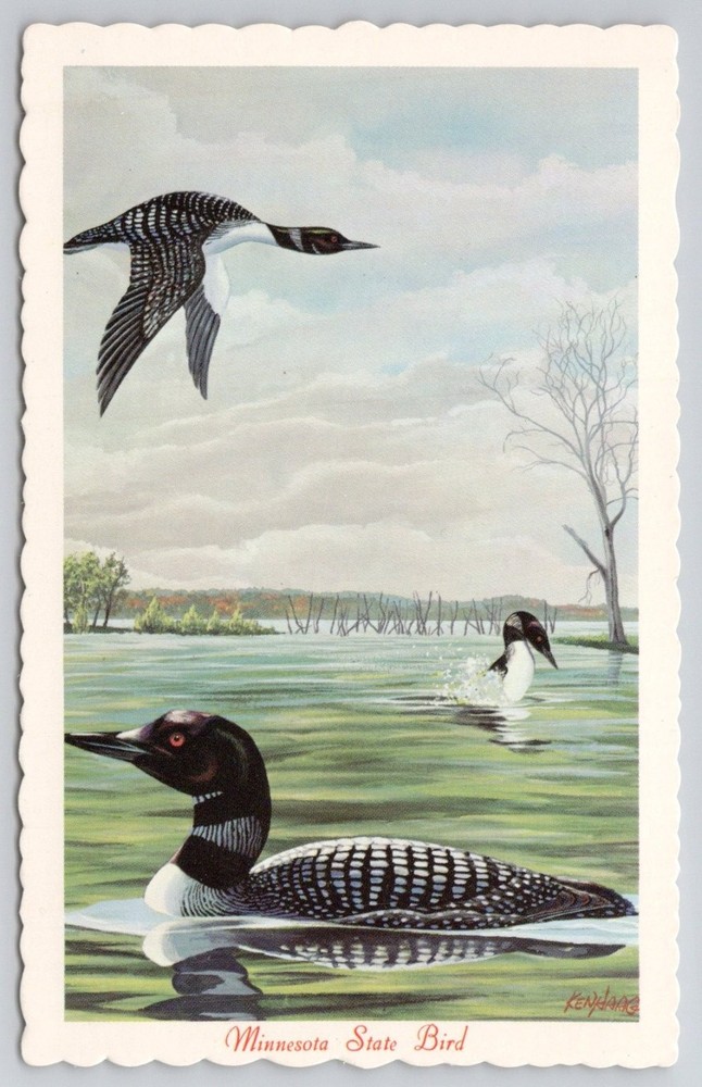 1966 Minnesota State Bird Common Loon Postcard Ken Haag Art Vintage