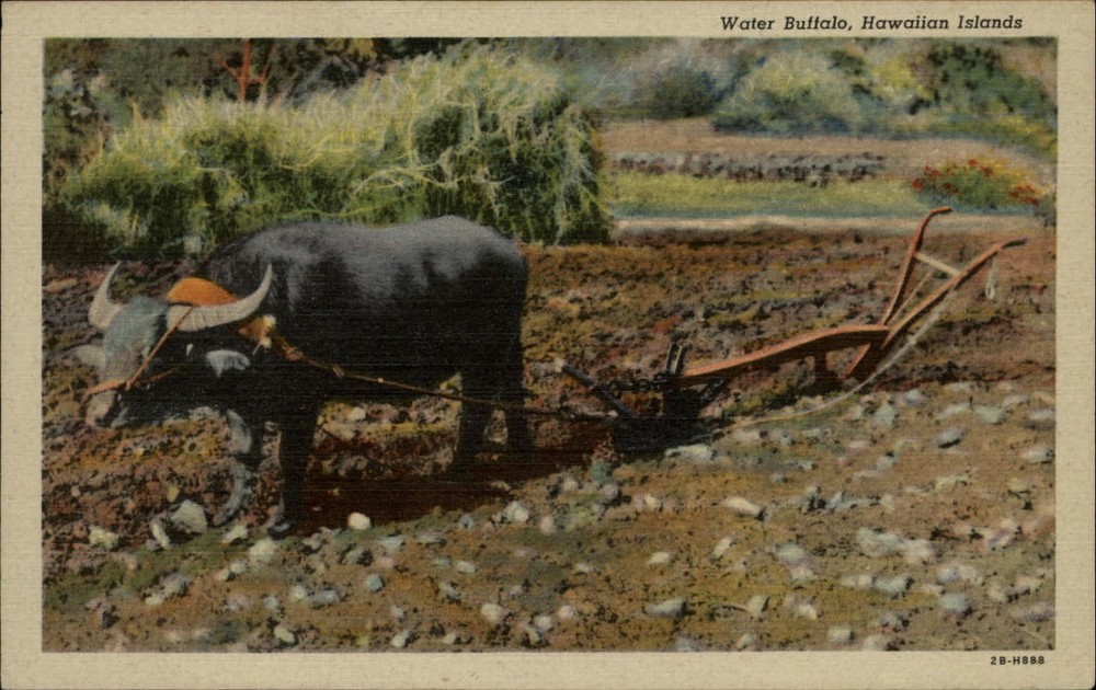 Water Buffalo Hawaiian Islands vintage postcard o783