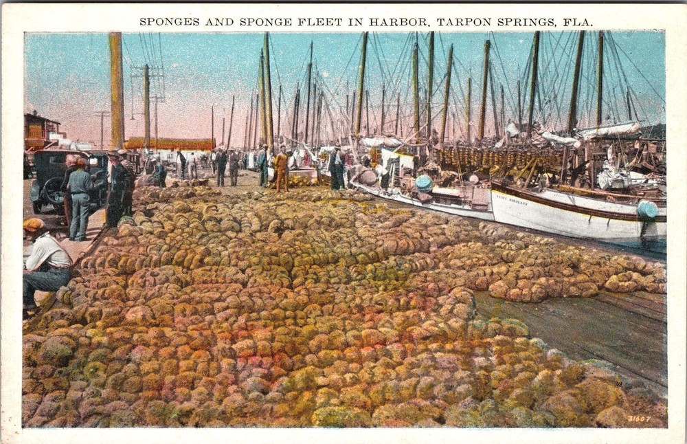Tarpon Springs FL-Florida, Sponges & Sponge Fleet in Harbor, Vintage Postcard