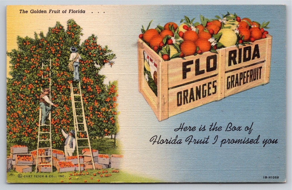 Florida~Orange Grove Harvest On Ladders & Crate Scene~PM 1947~Vtg Linen Postcard