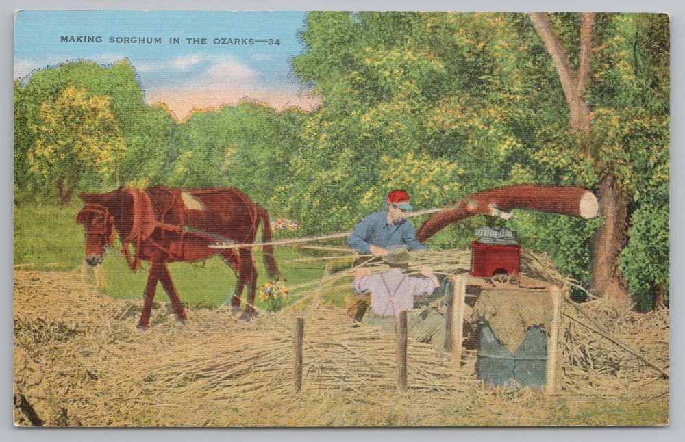 Linen~Making Borghum IN The Ozarks~Brown Horse~Vintage Postcard