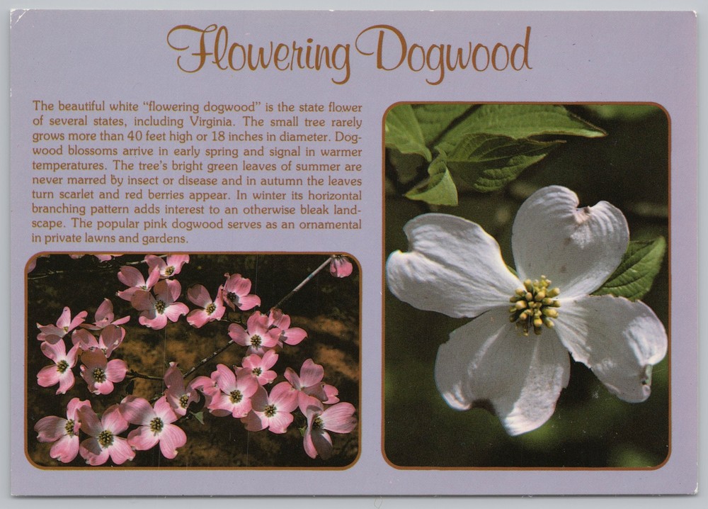 Flowers~Pink & White Flowering Dogwood~VA State Flower~Continental Postcard