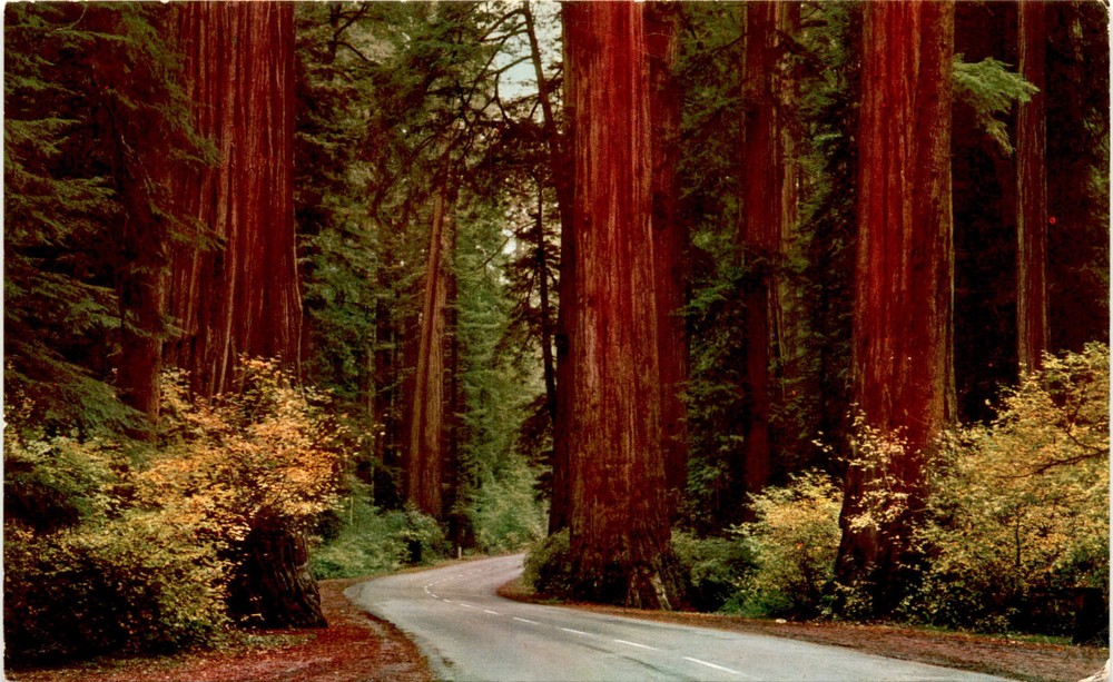 Avenue of the Giants Parkway, California, San Francisco, Redwood Postcard
